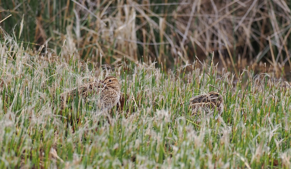 Jack Snipe - ML643377555