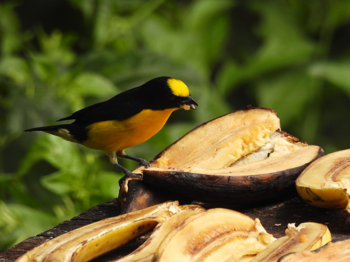 Thick-billed Euphonia - ML643377566