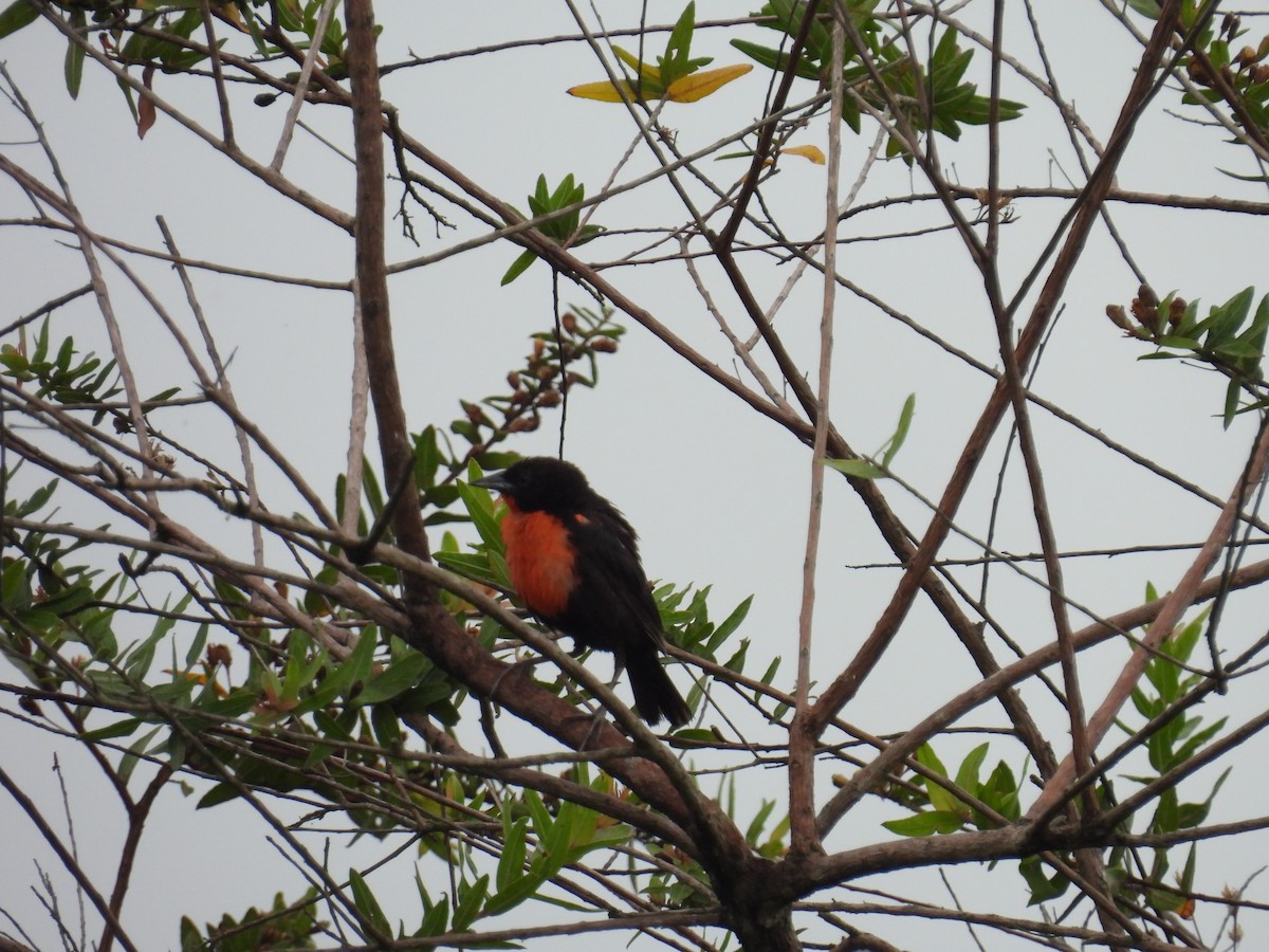 Red-breasted Meadowlark - ML643377568