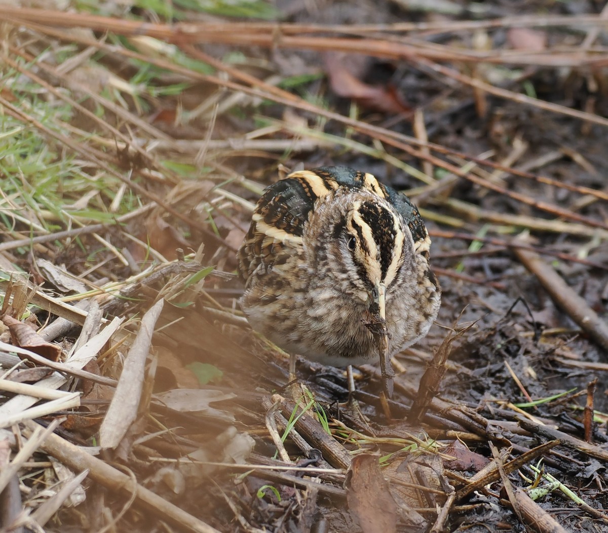 Jack Snipe - ML643377569