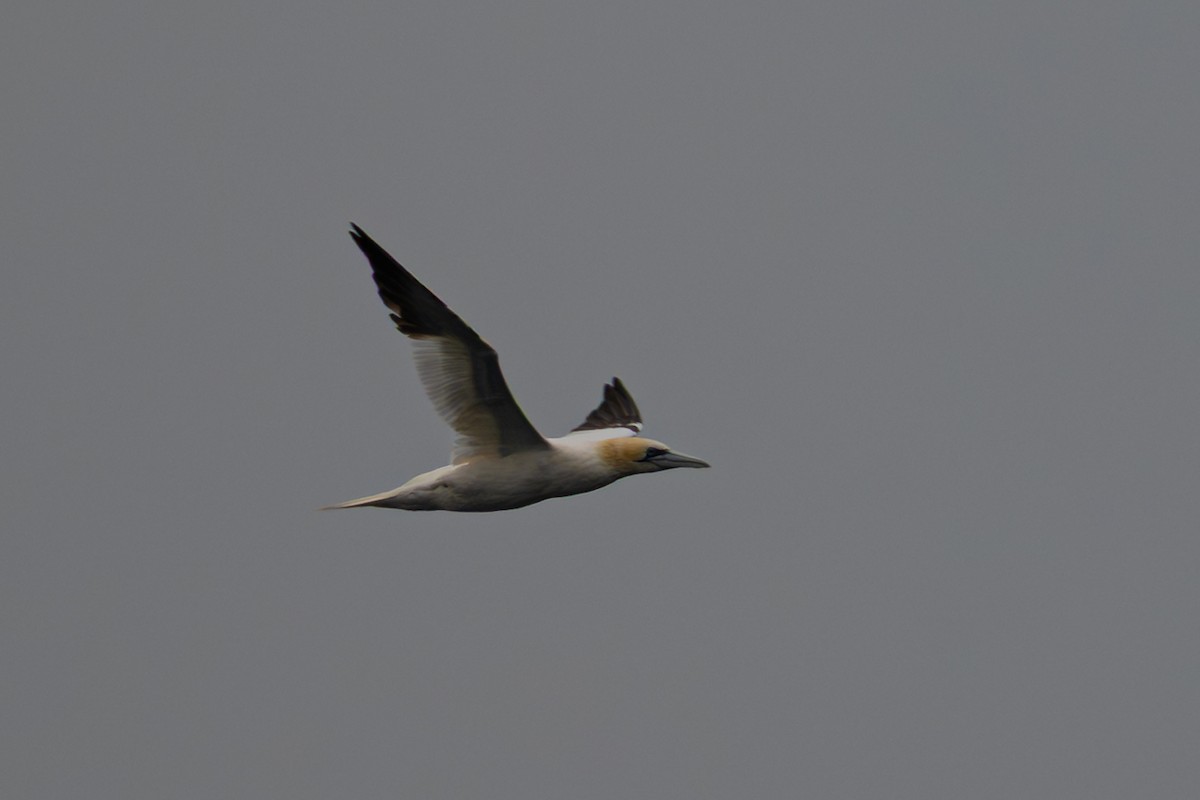 Northern Gannet - ML643377570