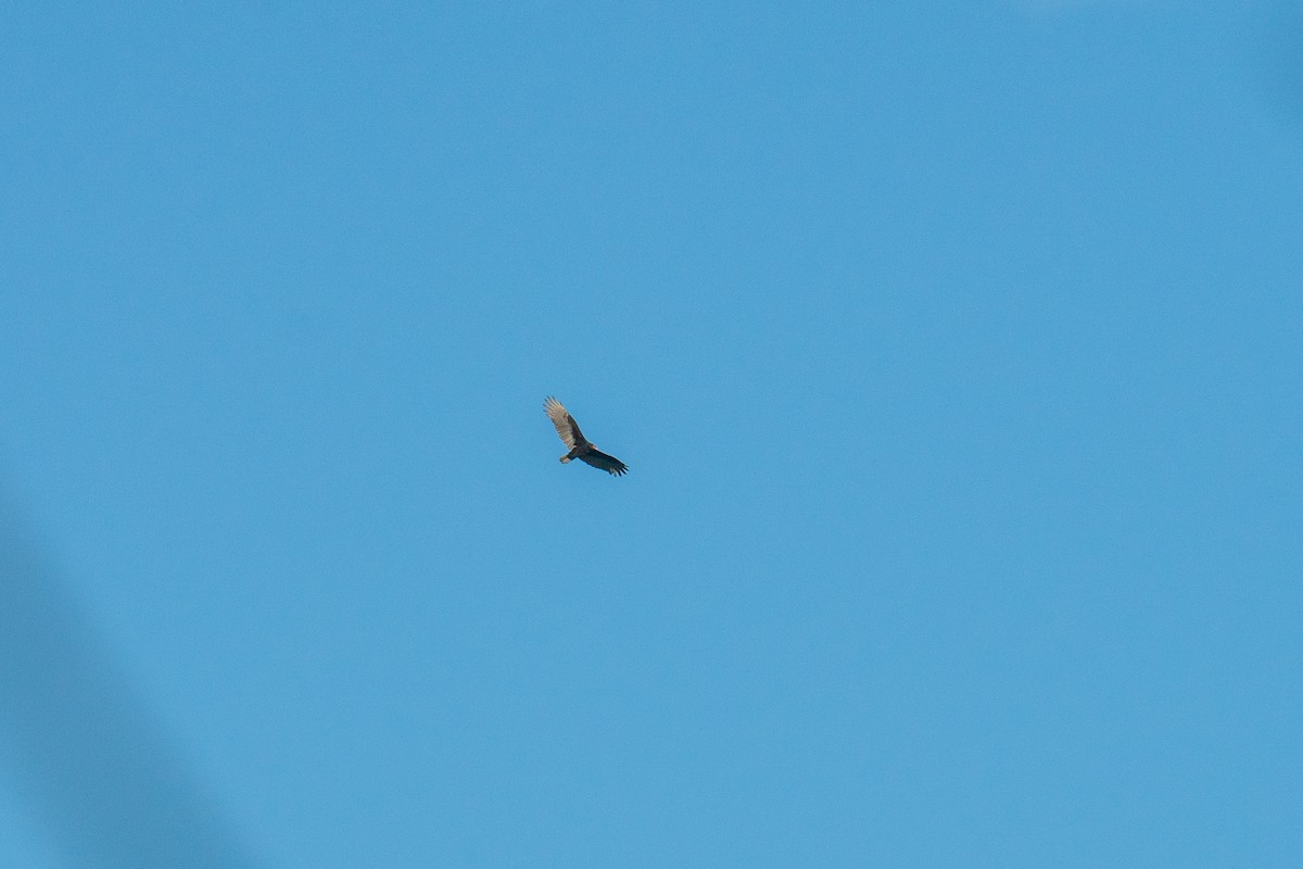 Turkey Vulture - ML643377580