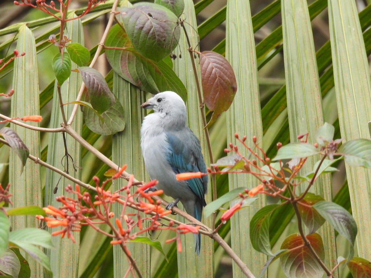 Blue-gray Tanager - ML643377581