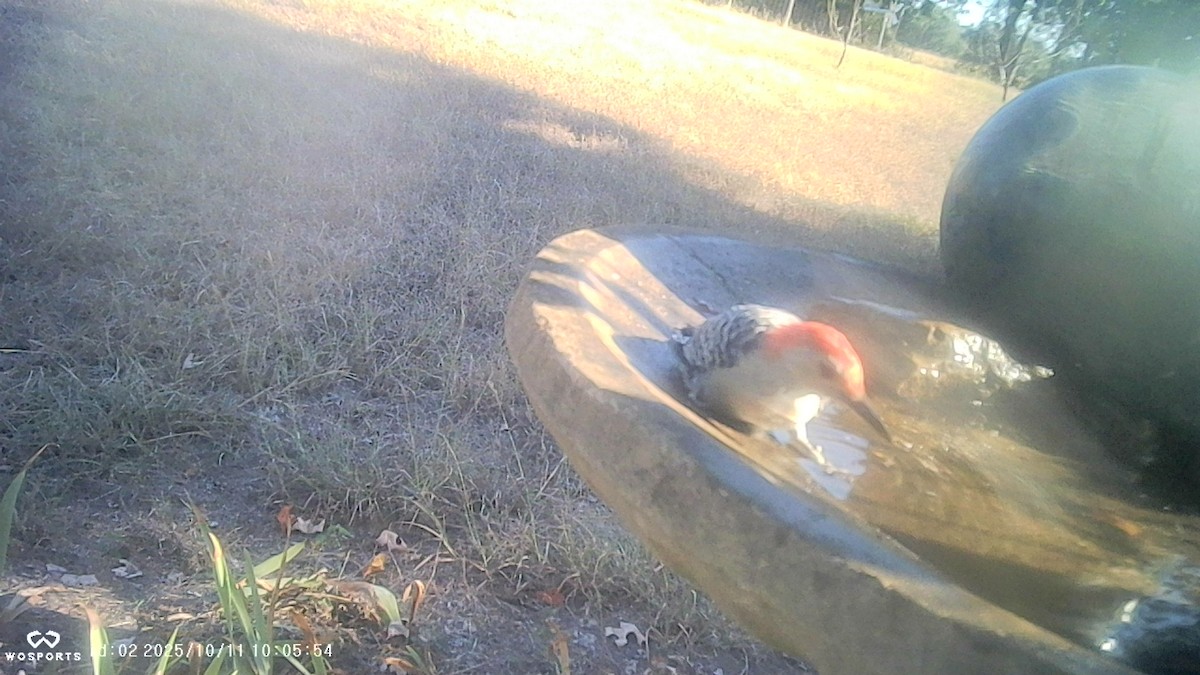 Red-bellied Woodpecker - ML643377591