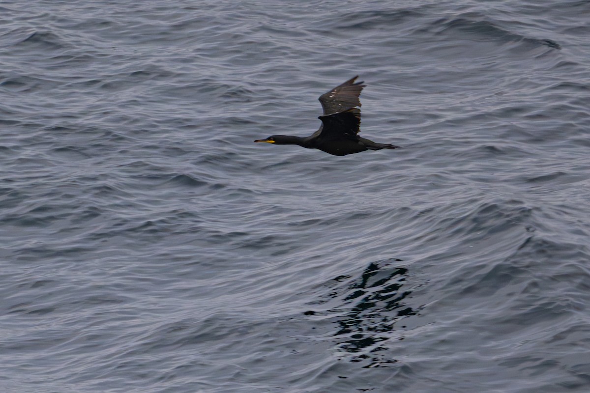 European Shag - ML643377592