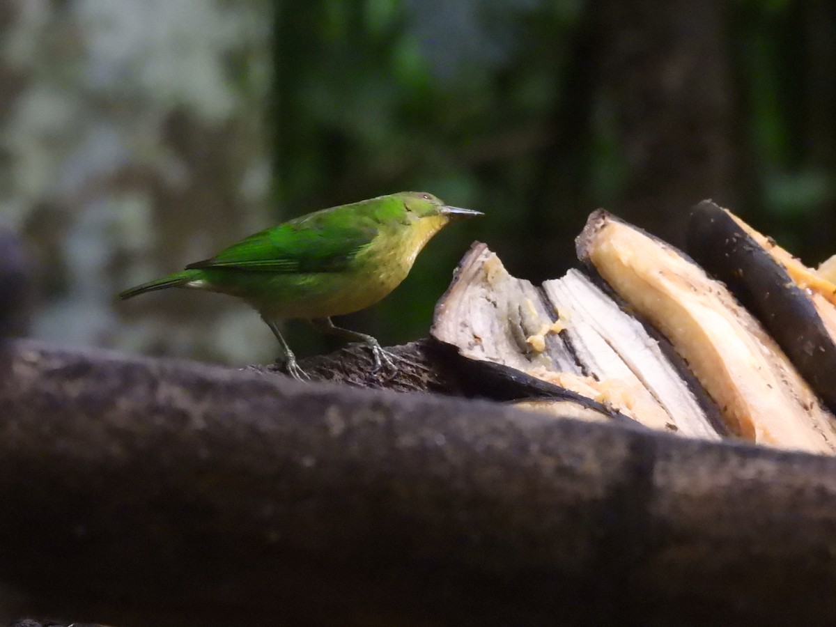 Green Honeycreeper - ML643377601