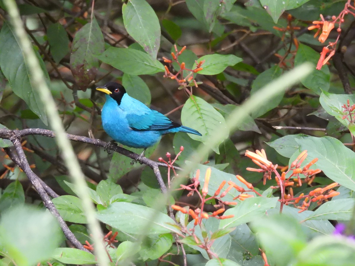 Green Honeycreeper - ML643377611