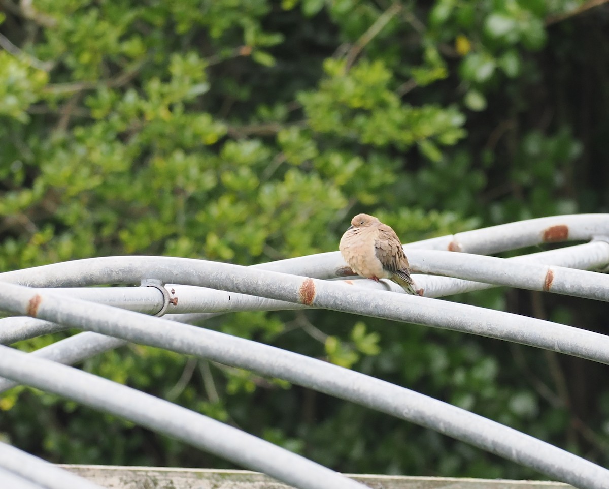 Mourning Dove - ML643377624