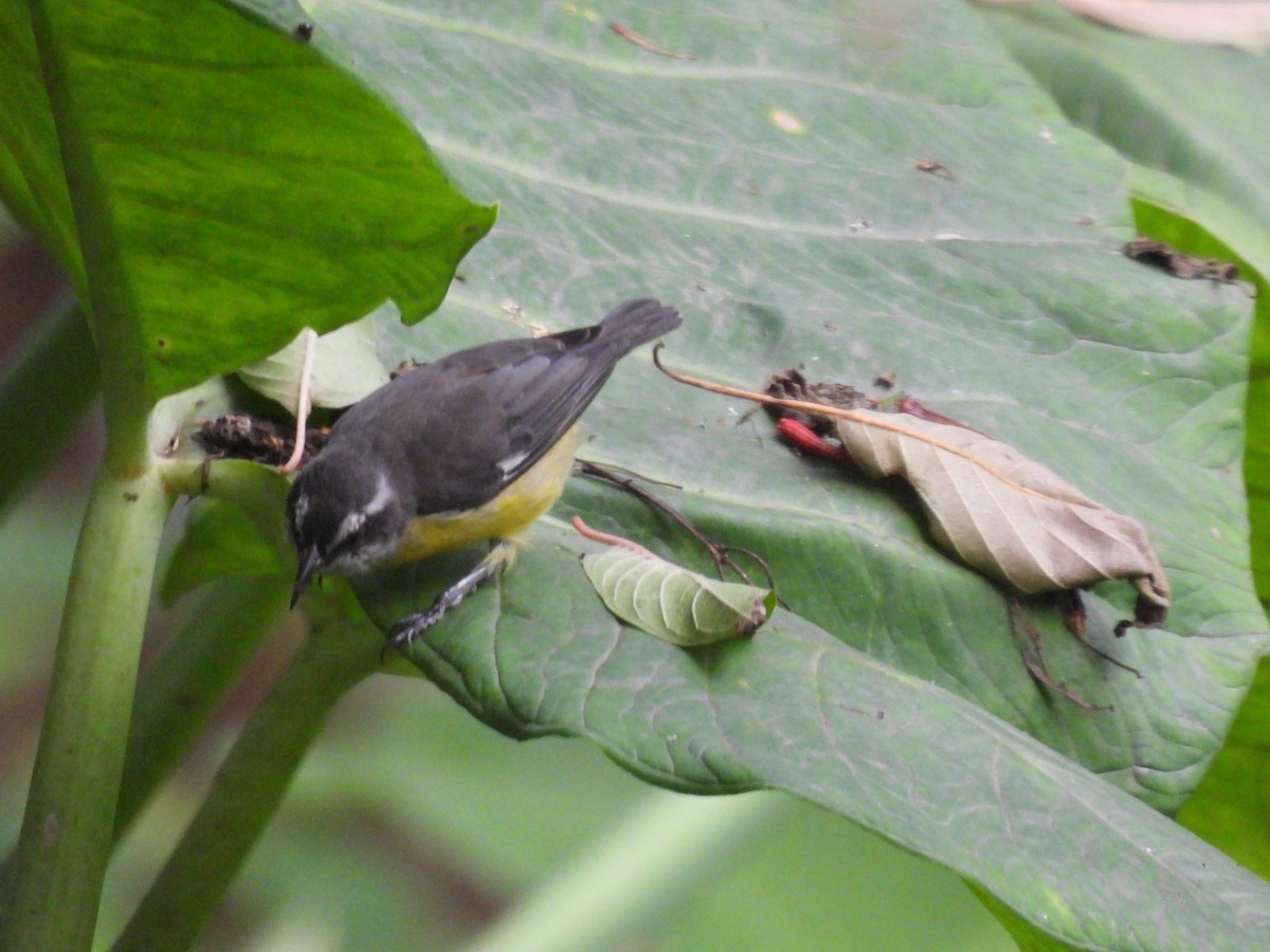 Bananaquit - ML643377626