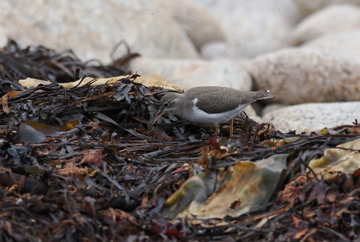 Spotted Sandpiper - ML643377631