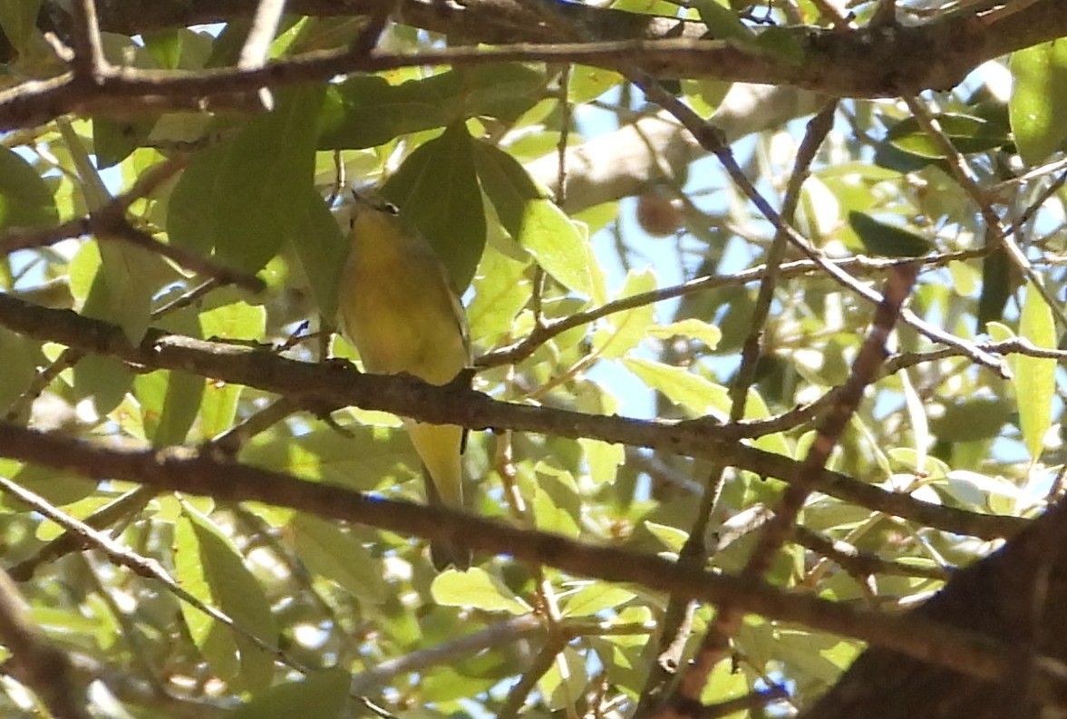 Orange-crowned Warbler - ML643377632