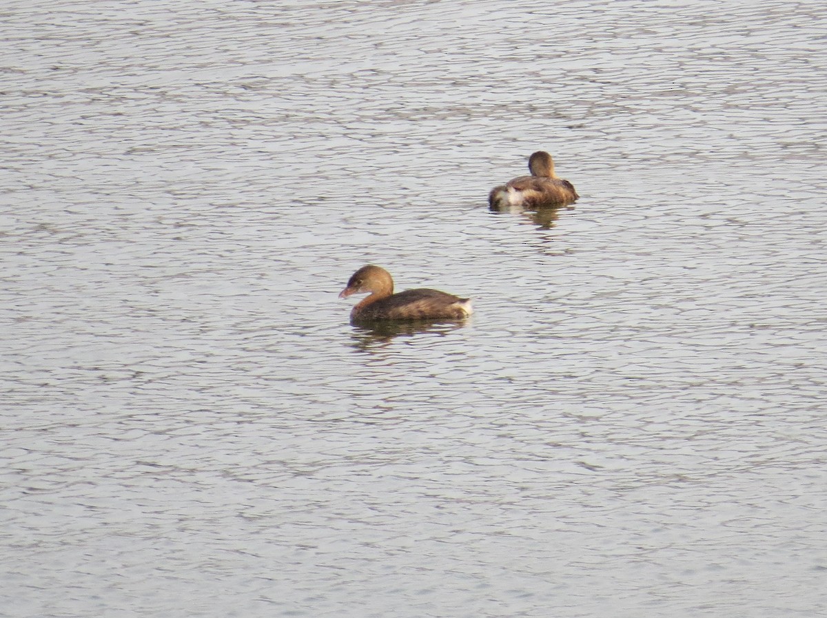 Pied-billed Grebe - ML643377638