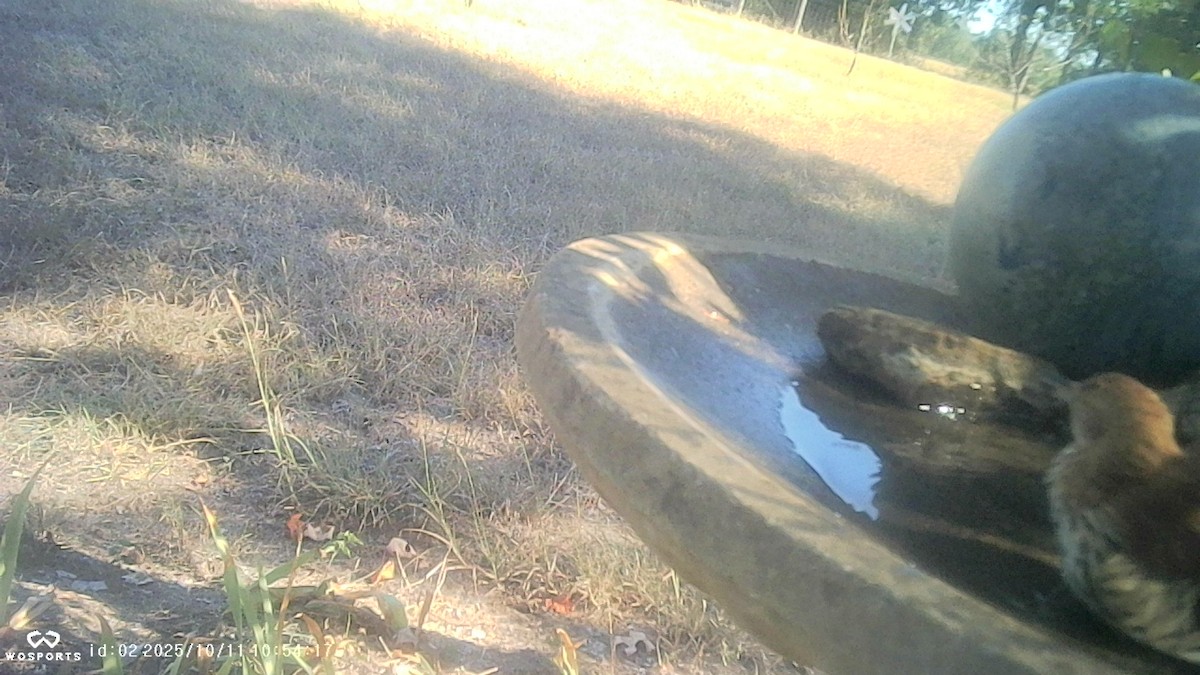 Brown Thrasher - ML643377642