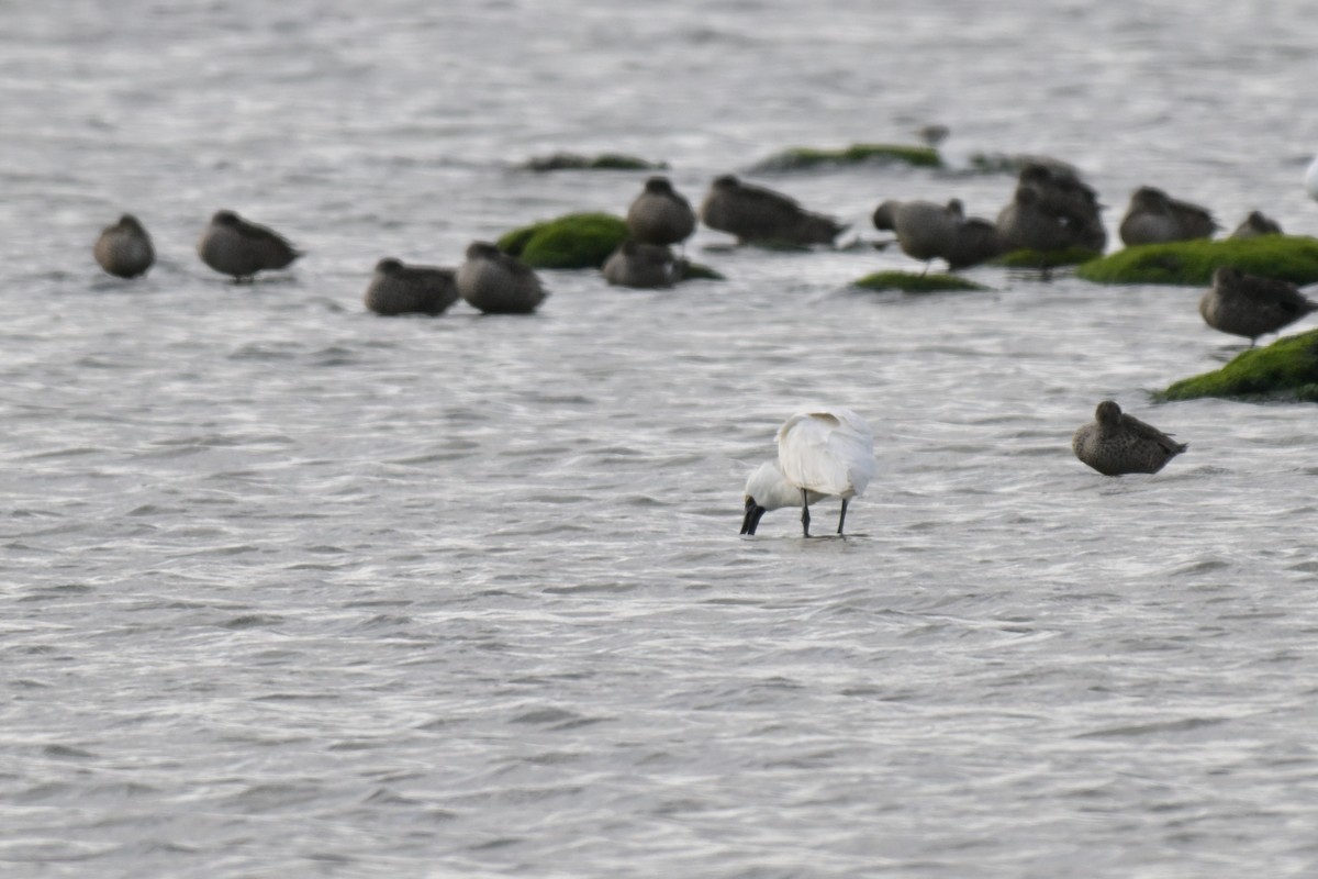 Royal Spoonbill - ML643377648