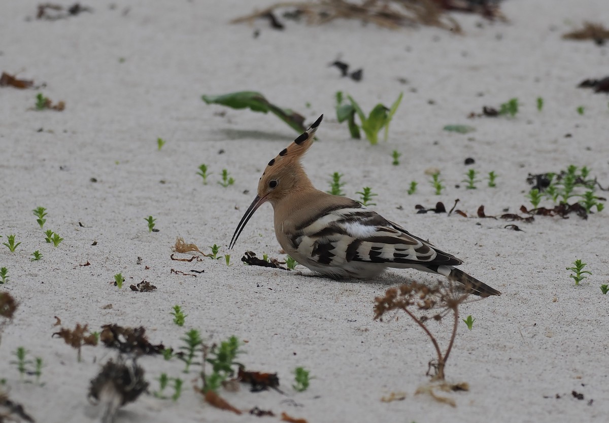 Common Hoopoe - ML643377654