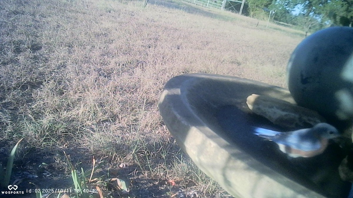 Eastern Bluebird - ML643377663