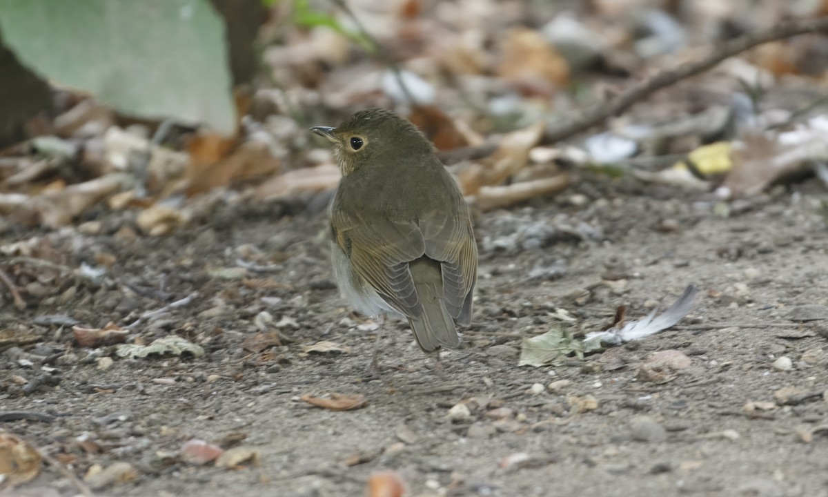 Swainson's Thrush - ML643377665