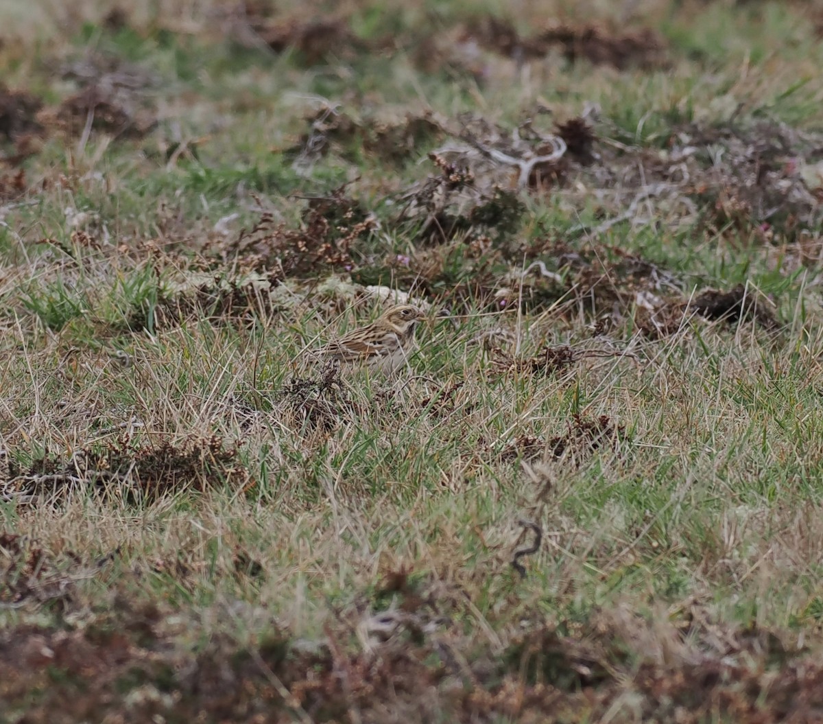 Lapland Longspur - ML643377677