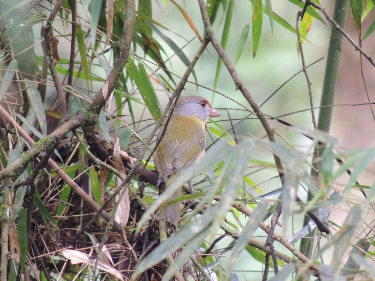 アカマユカラシモズ - ML643377686