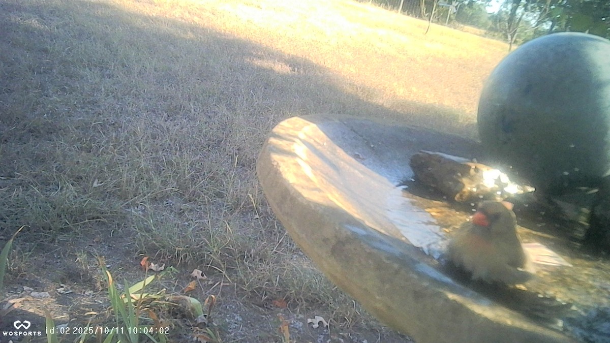 Northern Cardinal - ML643377693