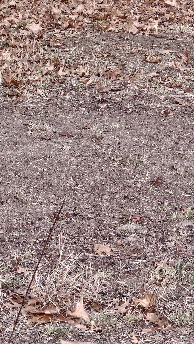 Chipping Sparrow - ML643377705