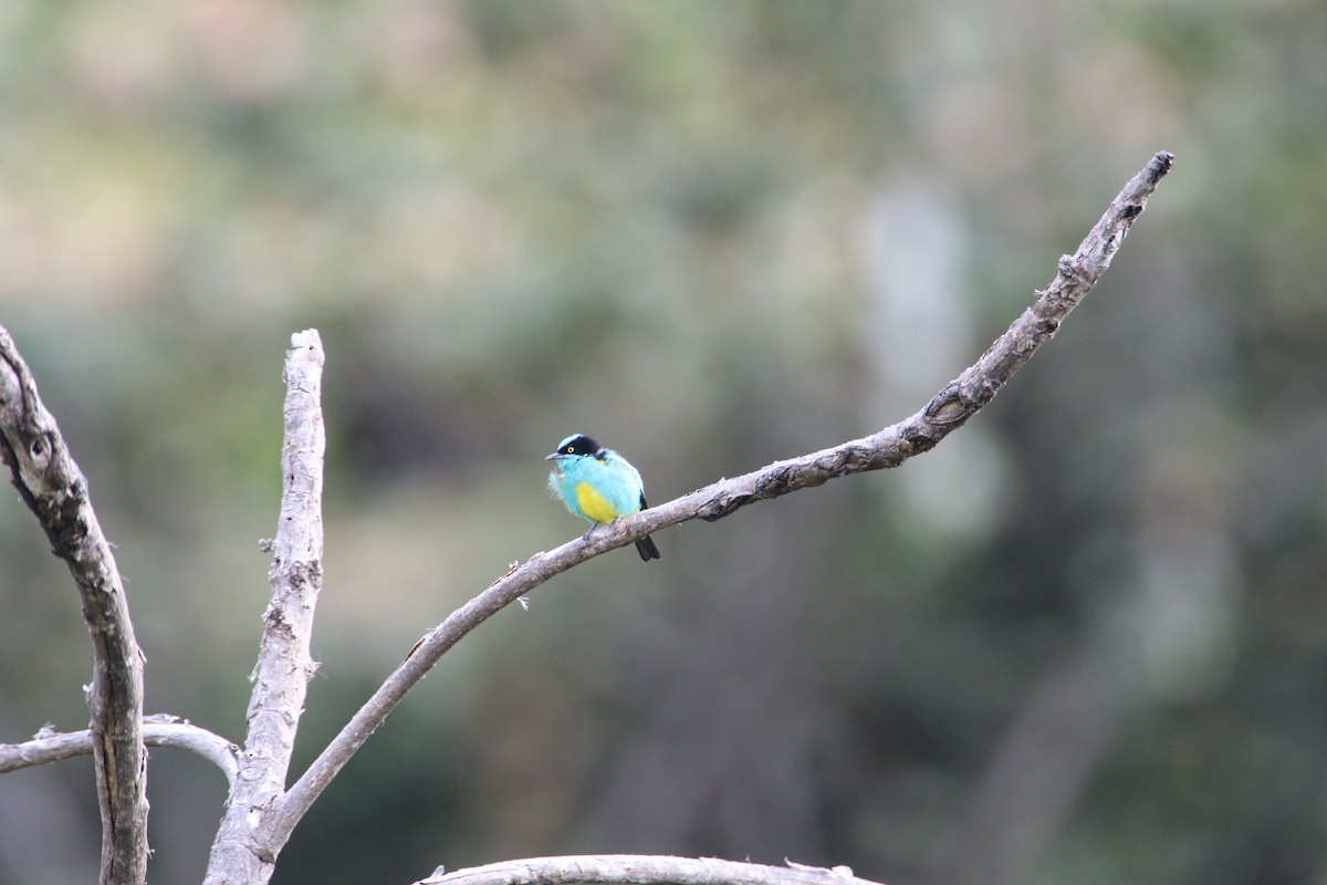 Black-faced Dacnis - ML643377722