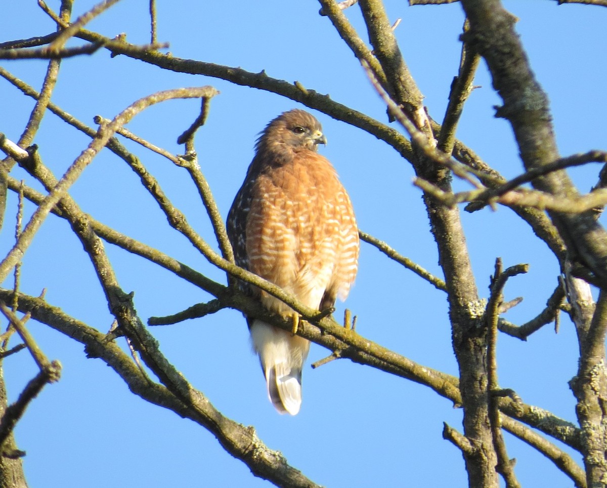 Red-shouldered Hawk - ML643377728