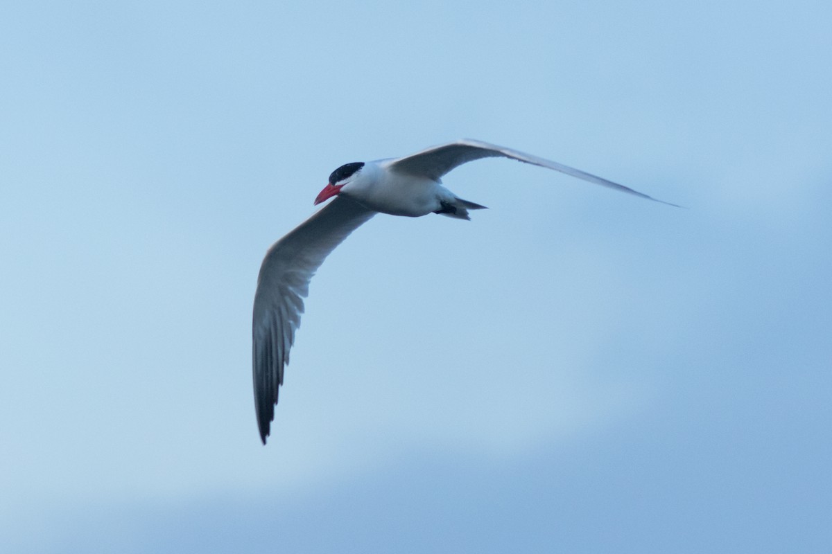 Caspian Tern - ML643377730