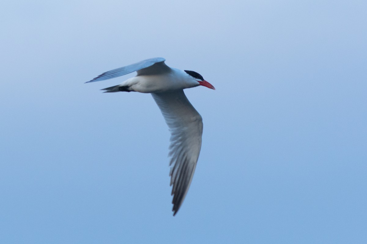 Caspian Tern - ML643377731