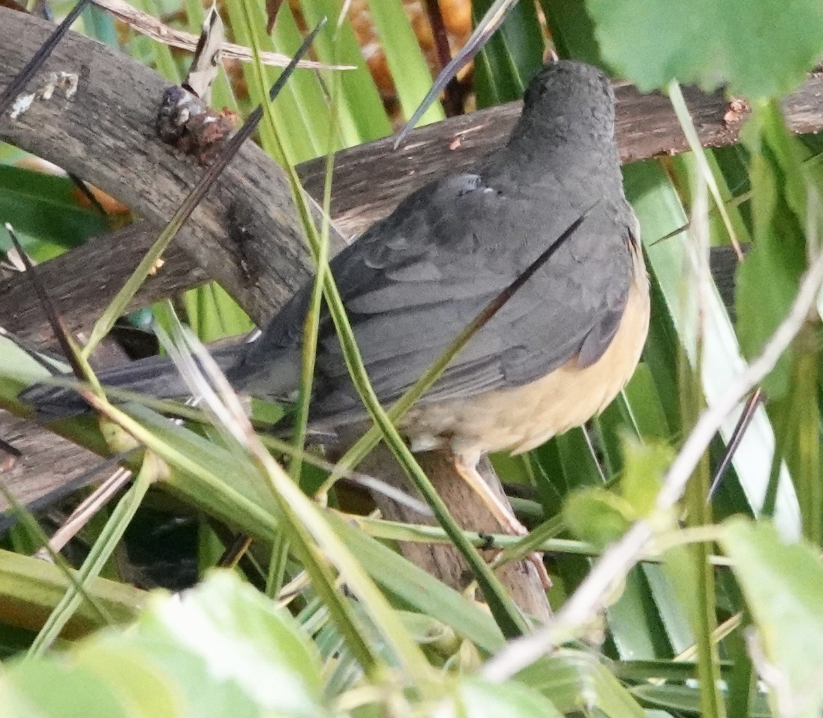 Olive Thrush - ML643377734