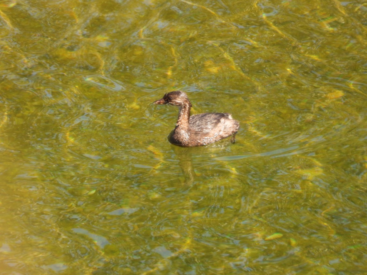 Pied-billed Grebe - ML643377742
