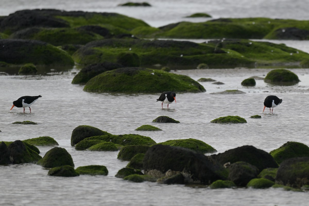 Pied Oystercatcher - ML643377745