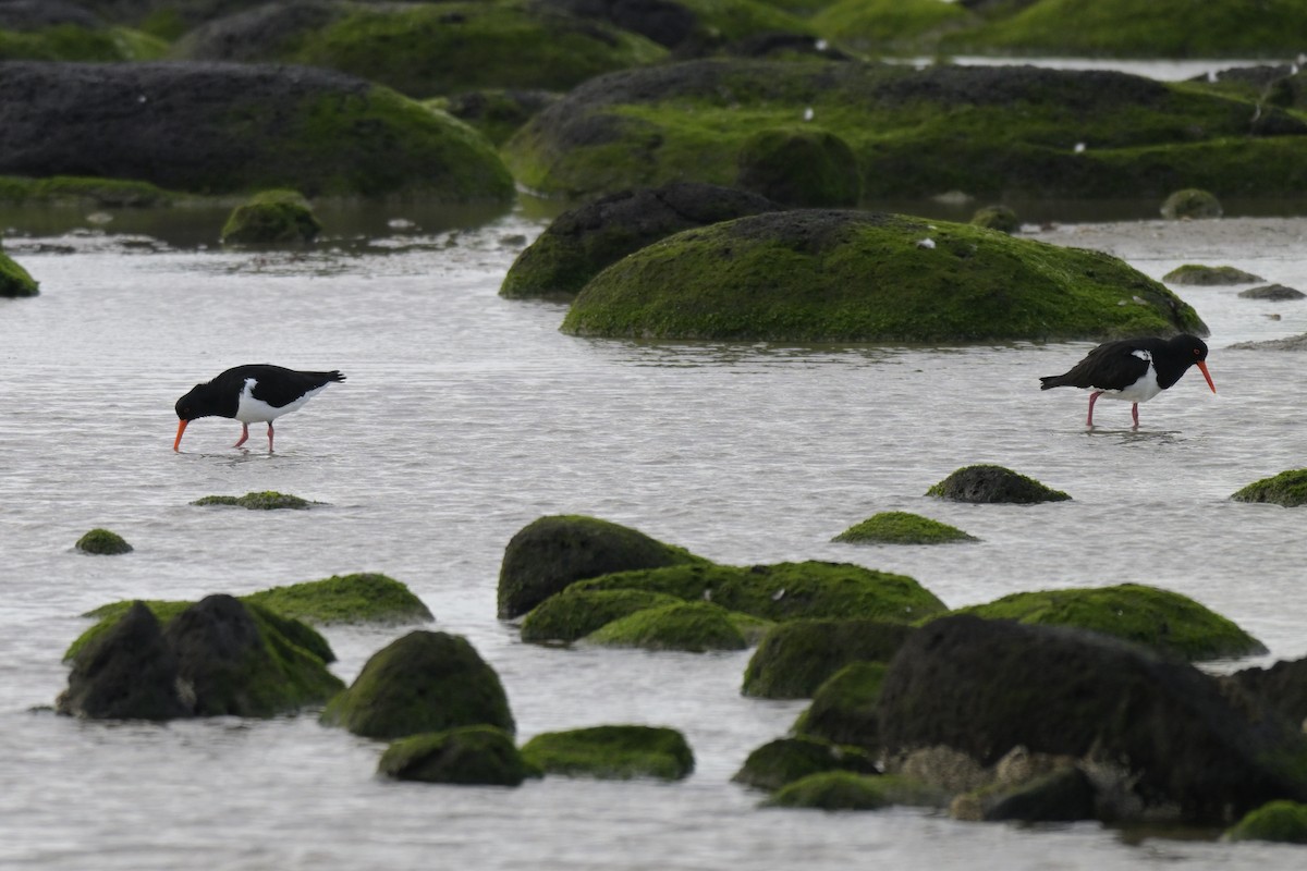 Pied Oystercatcher - ML643377749