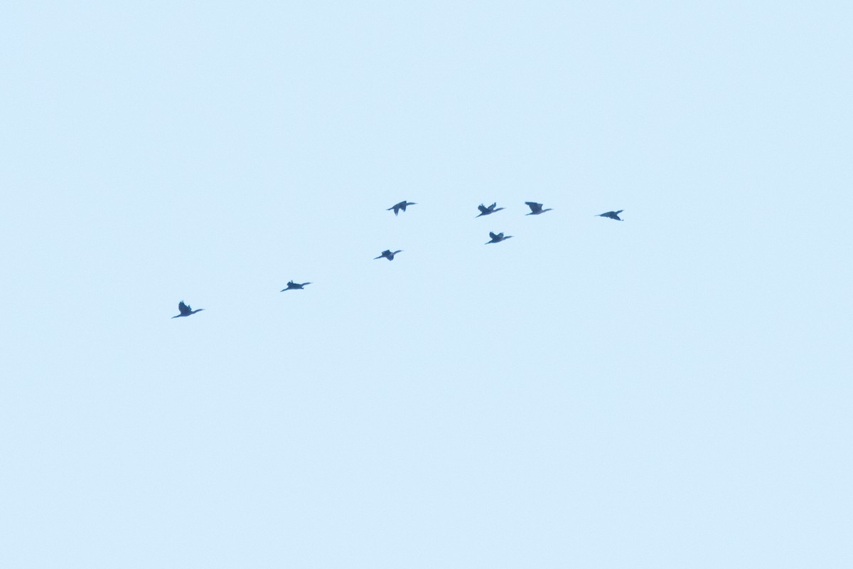 Double-crested Cormorant - ML643377755