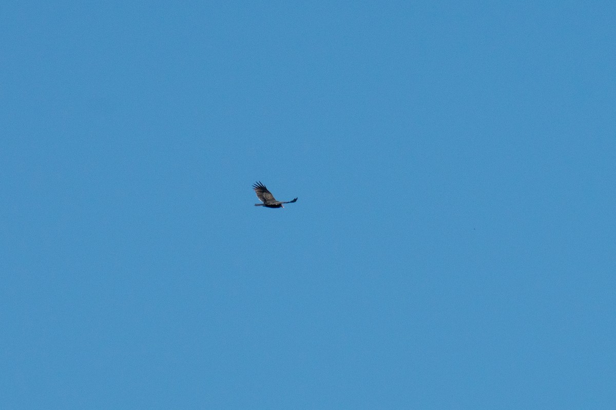 Turkey Vulture - ML643377757