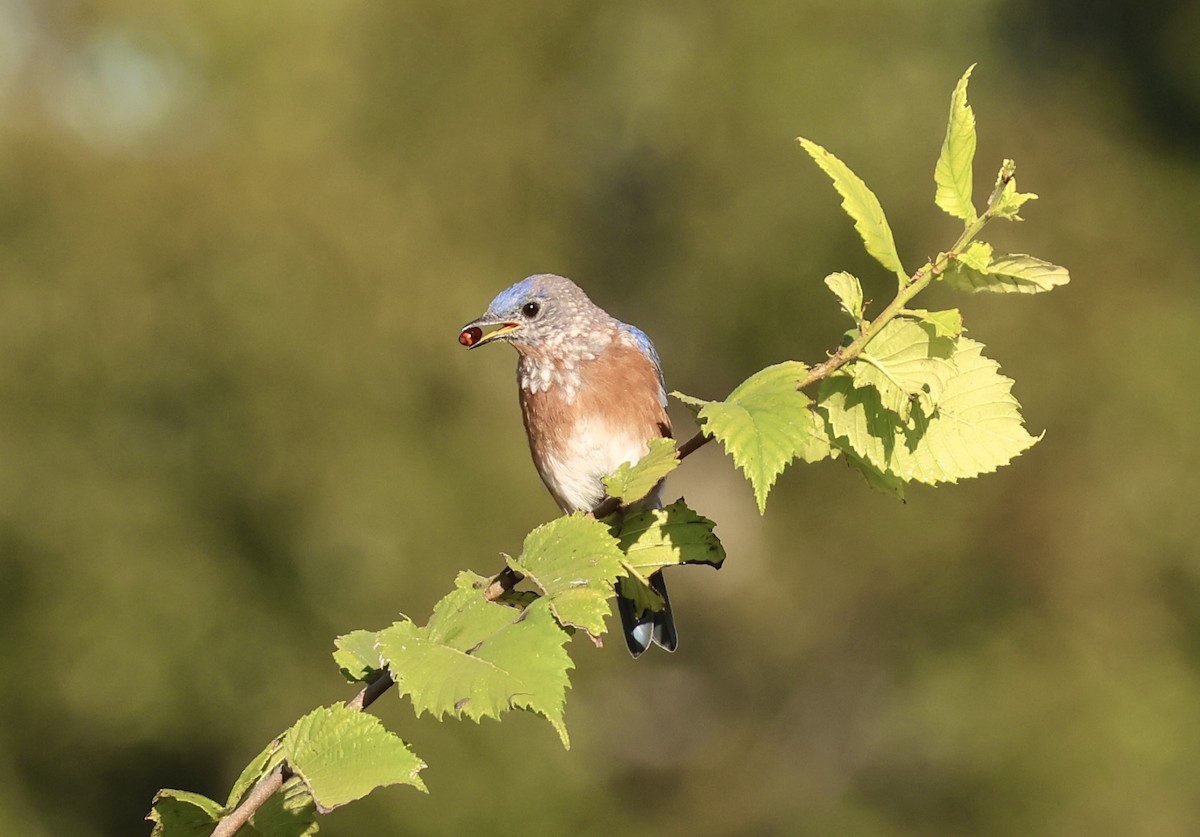 Eastern Bluebird - ML643377792