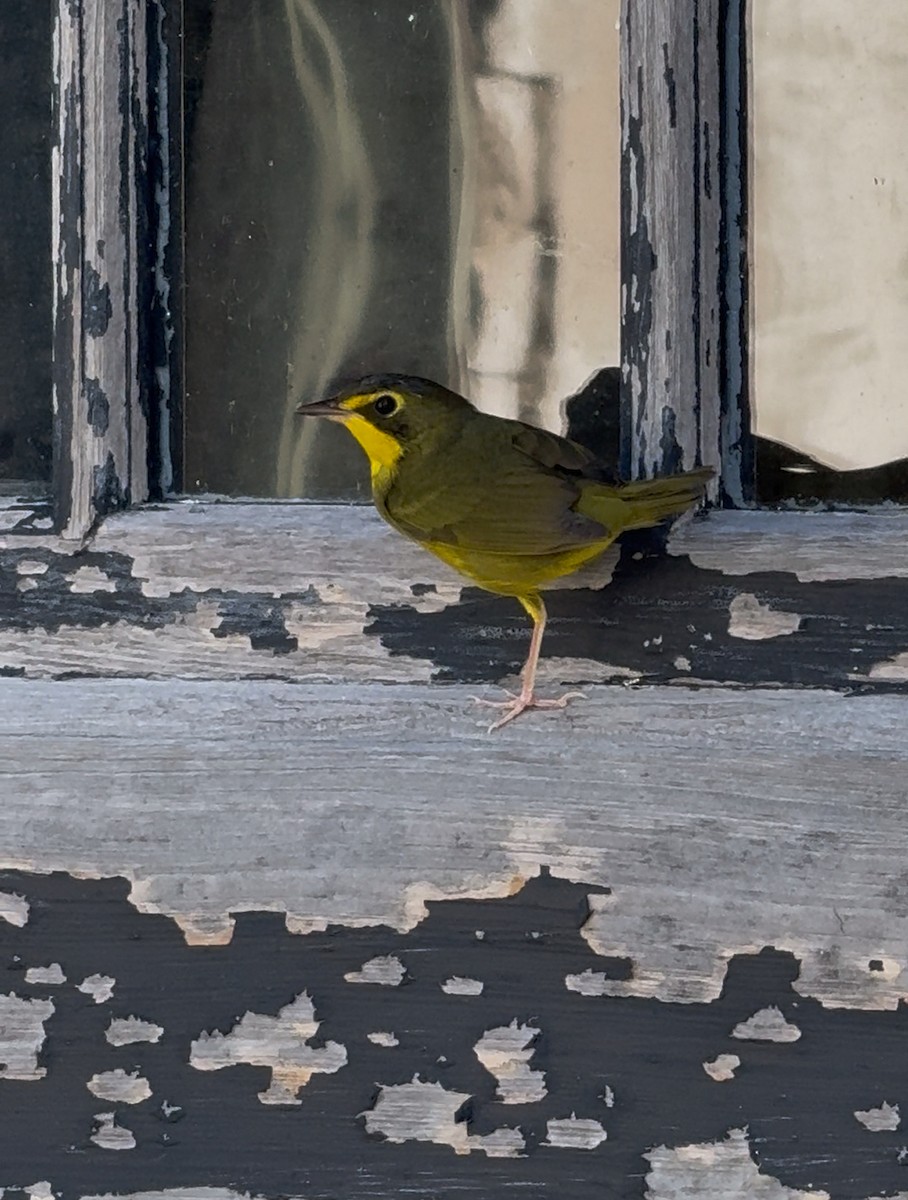 Kentucky Warbler - ML643377794