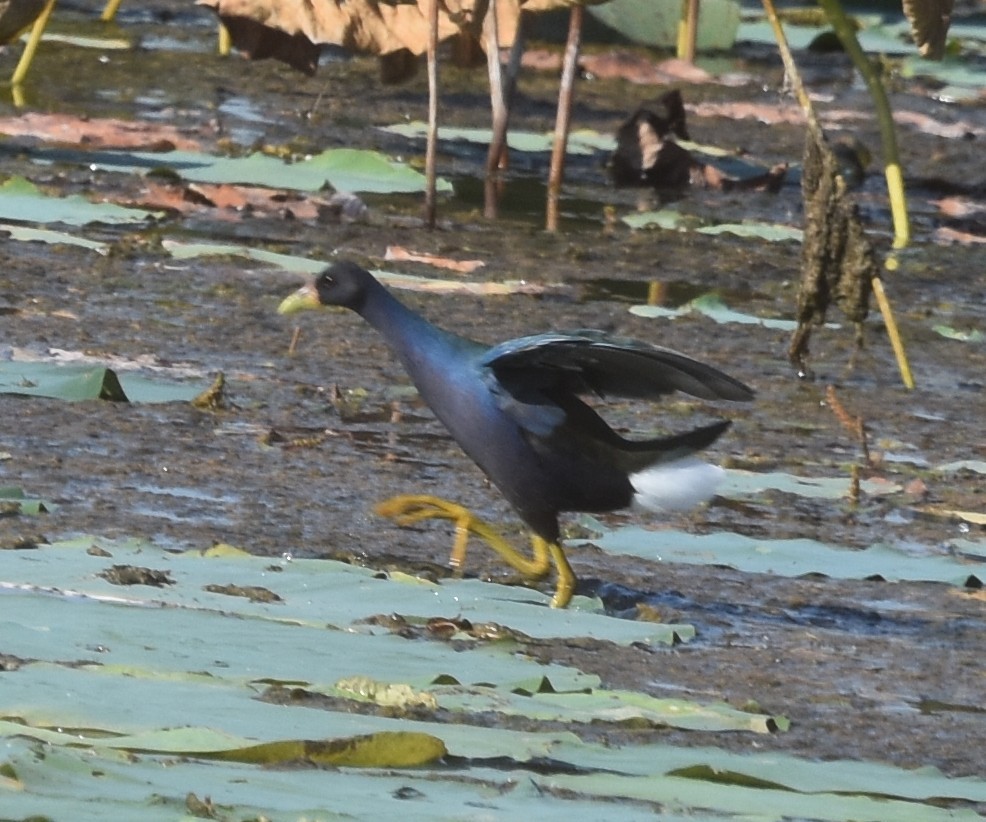 Purple Gallinule - ML643377799