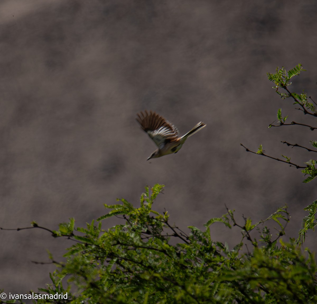 White-banded Mockingbird - ML643377820