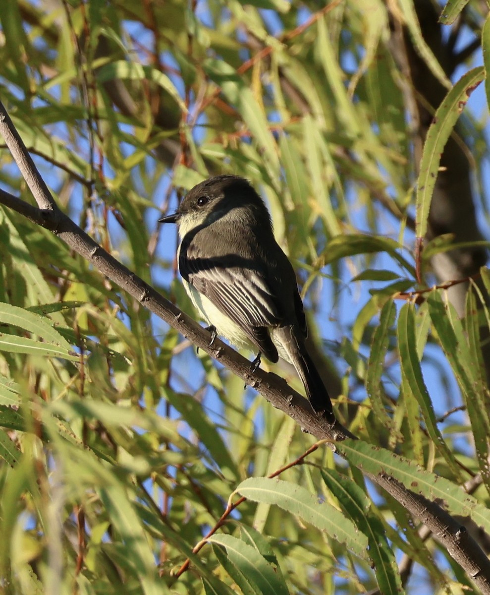 Eastern Phoebe - ML643377823