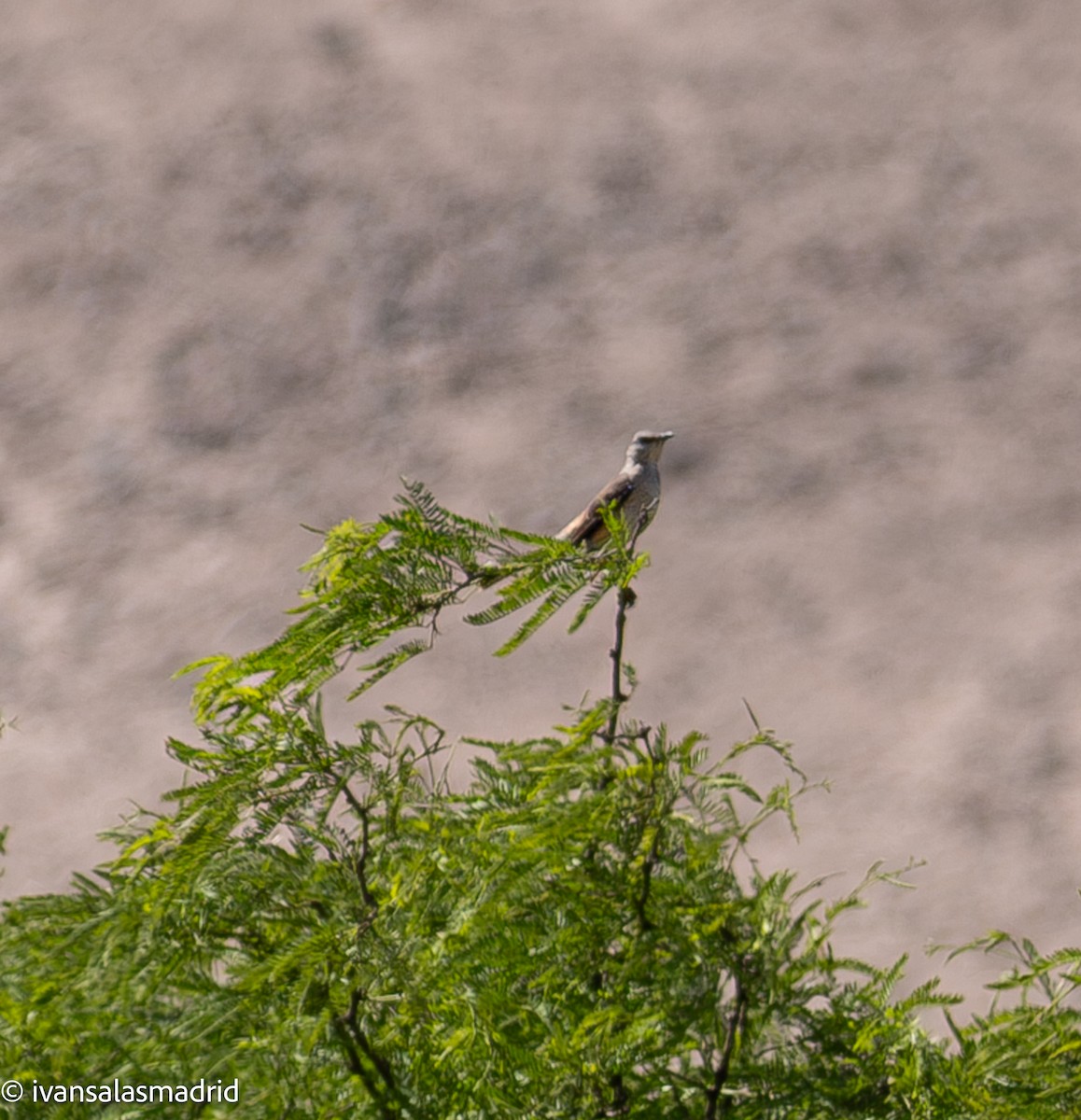 White-banded Mockingbird - ML643377827