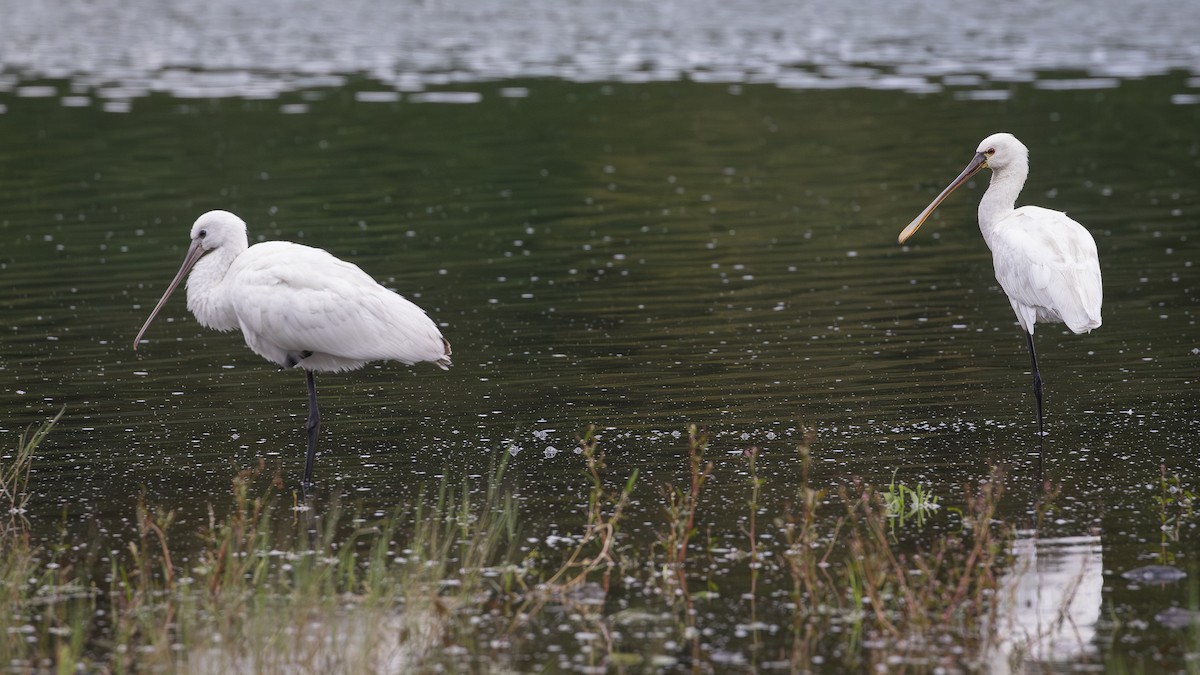 白琵鷺 - ML643377829