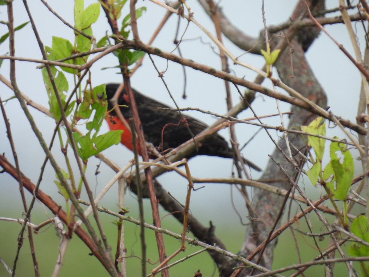 Red-breasted Meadowlark - ML643377831