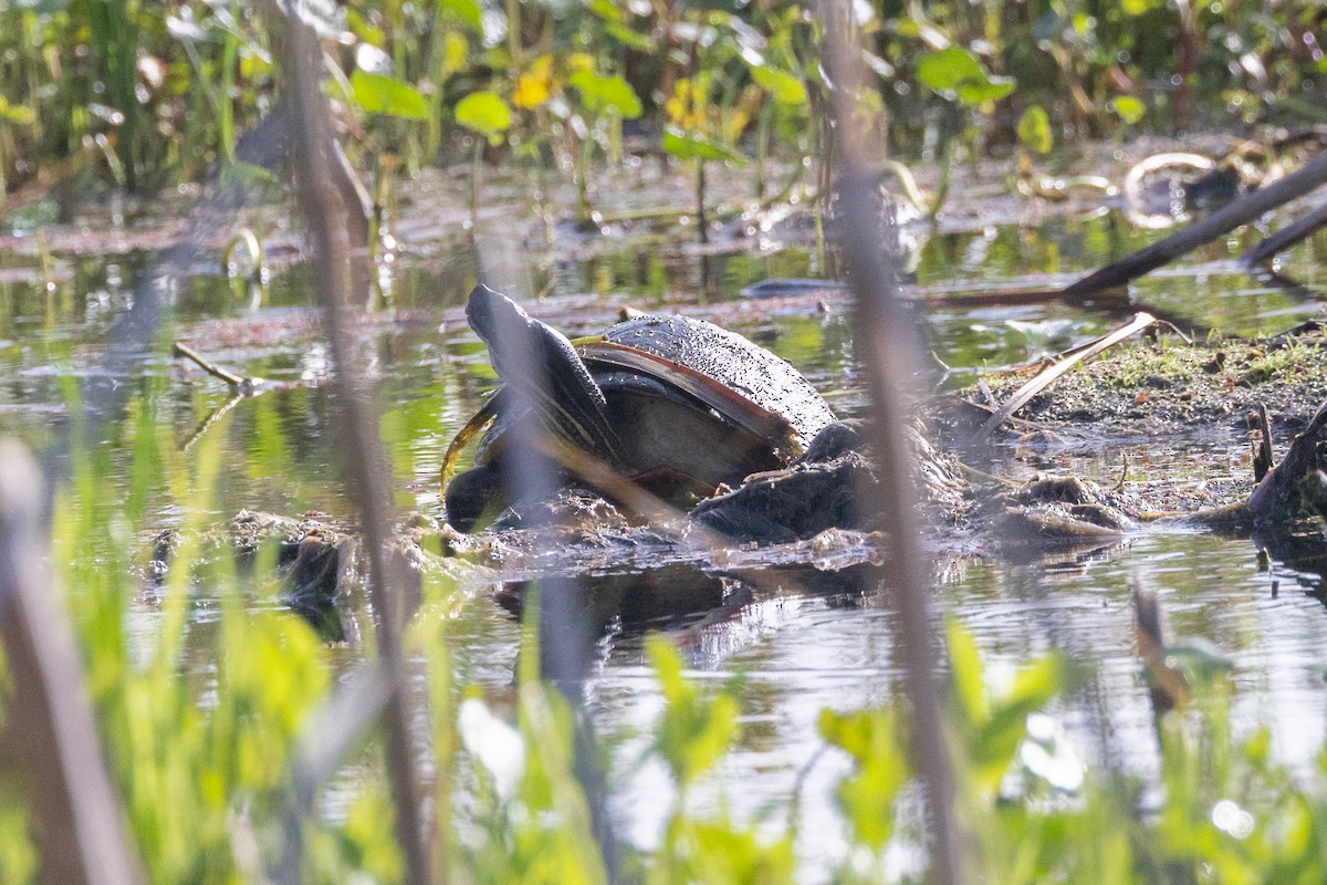 Cooters - ML643377839