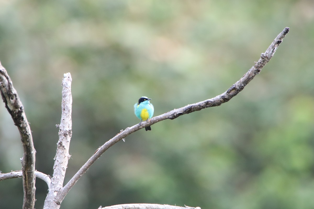 Black-faced Dacnis - ML643377849