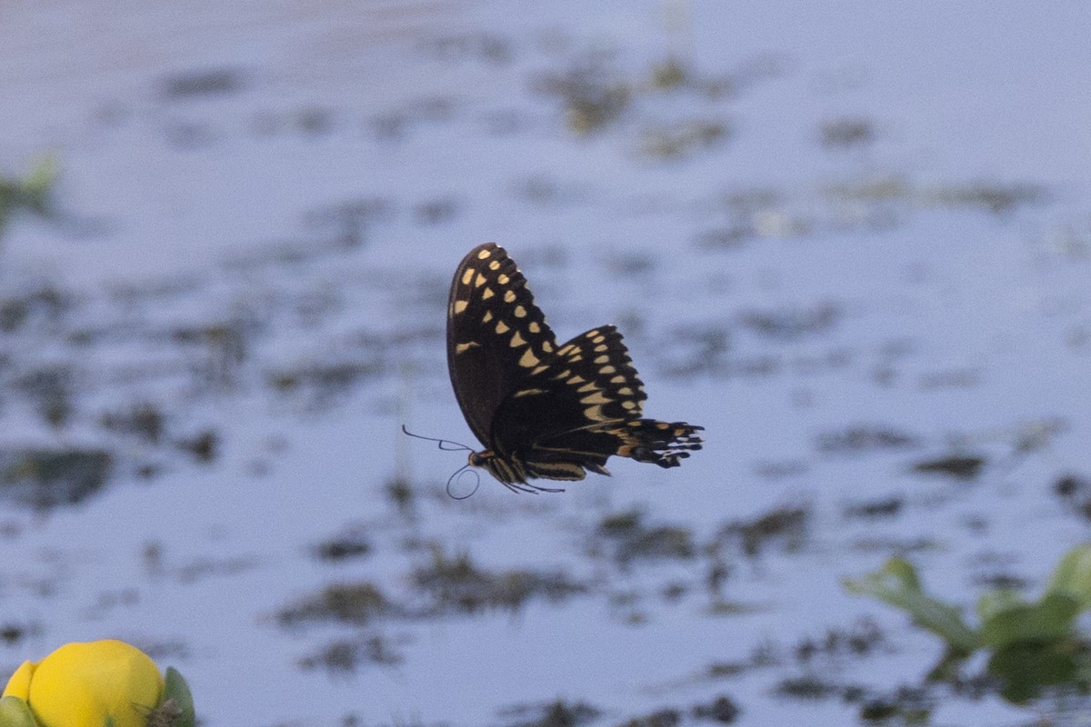 Palamedes Swallowtail - ML643377851