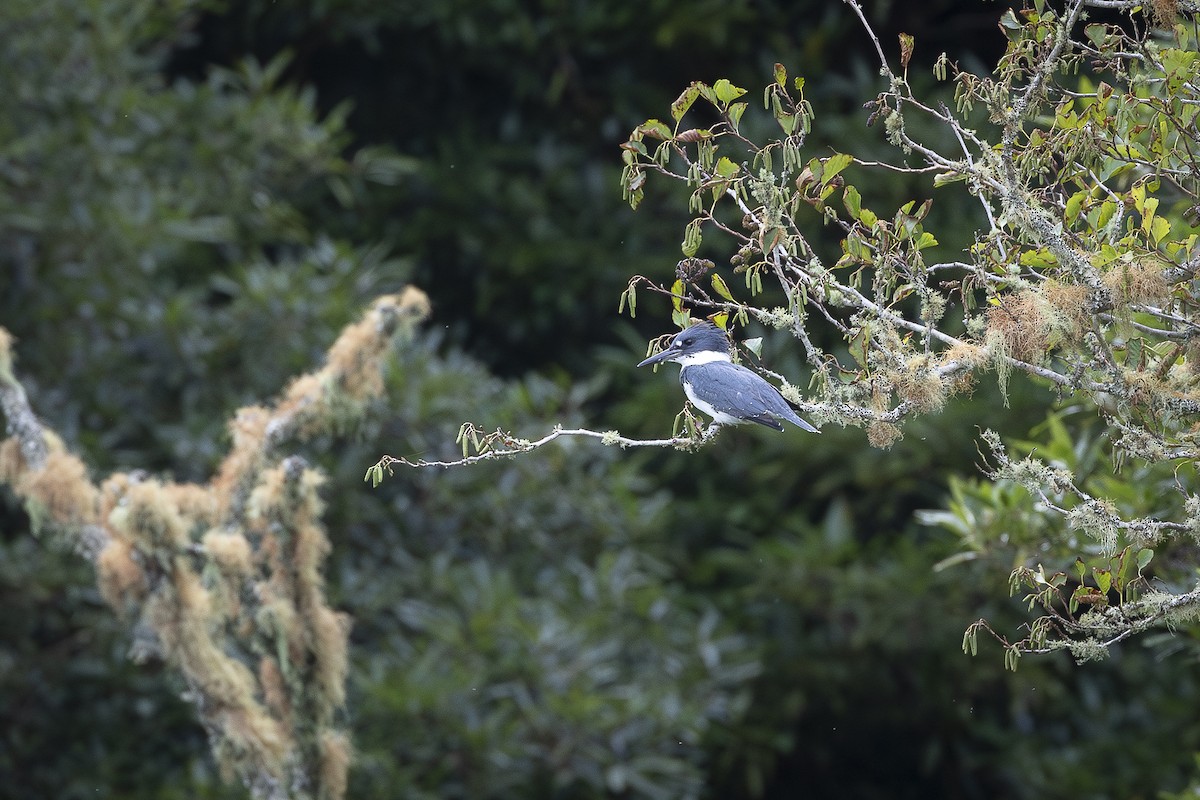 Belted Kingfisher - ML643377856