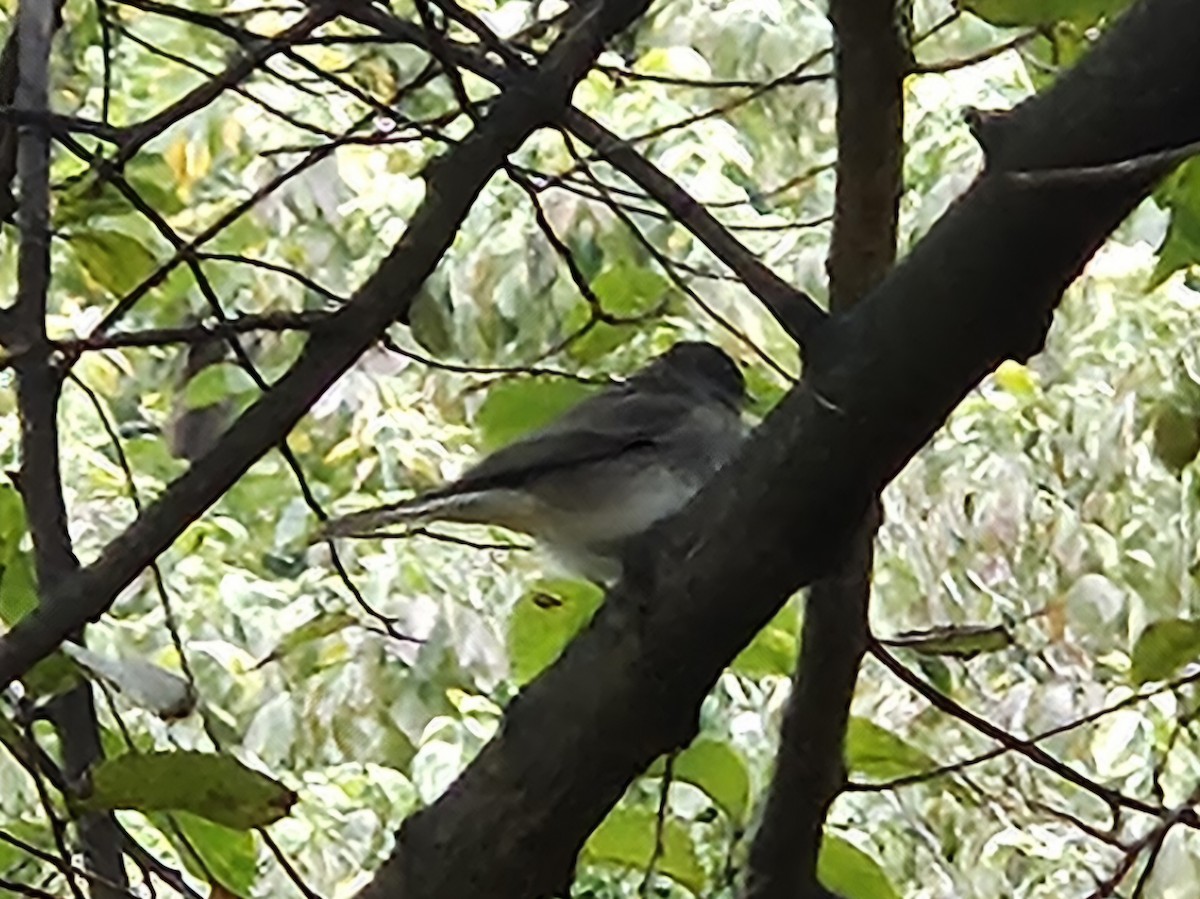 Dark-eyed Junco - ML643377857