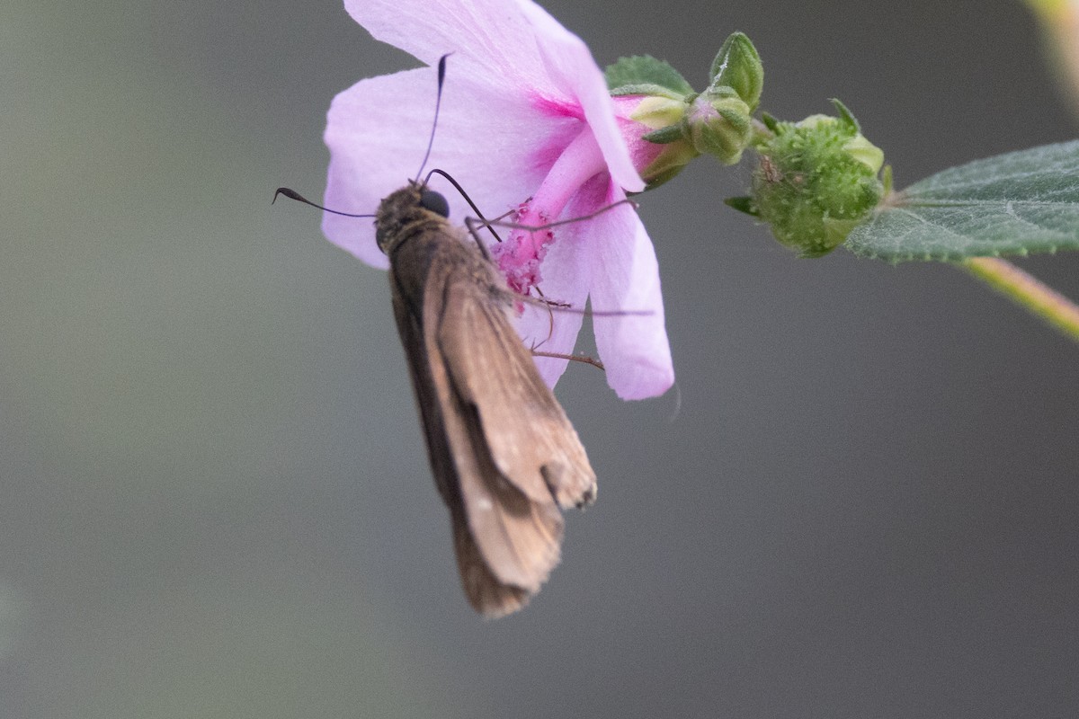 Ocola Skipper - ML643377858
