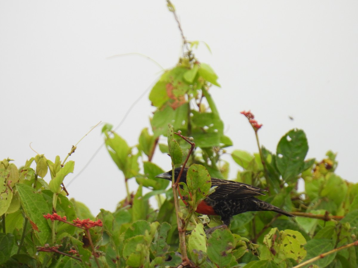 Red-breasted Meadowlark - ML643377869
